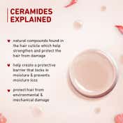 Plum Hibiscus & Ceramides Long & Healthy Shampoo (250 ml) Pack of 2 Combo