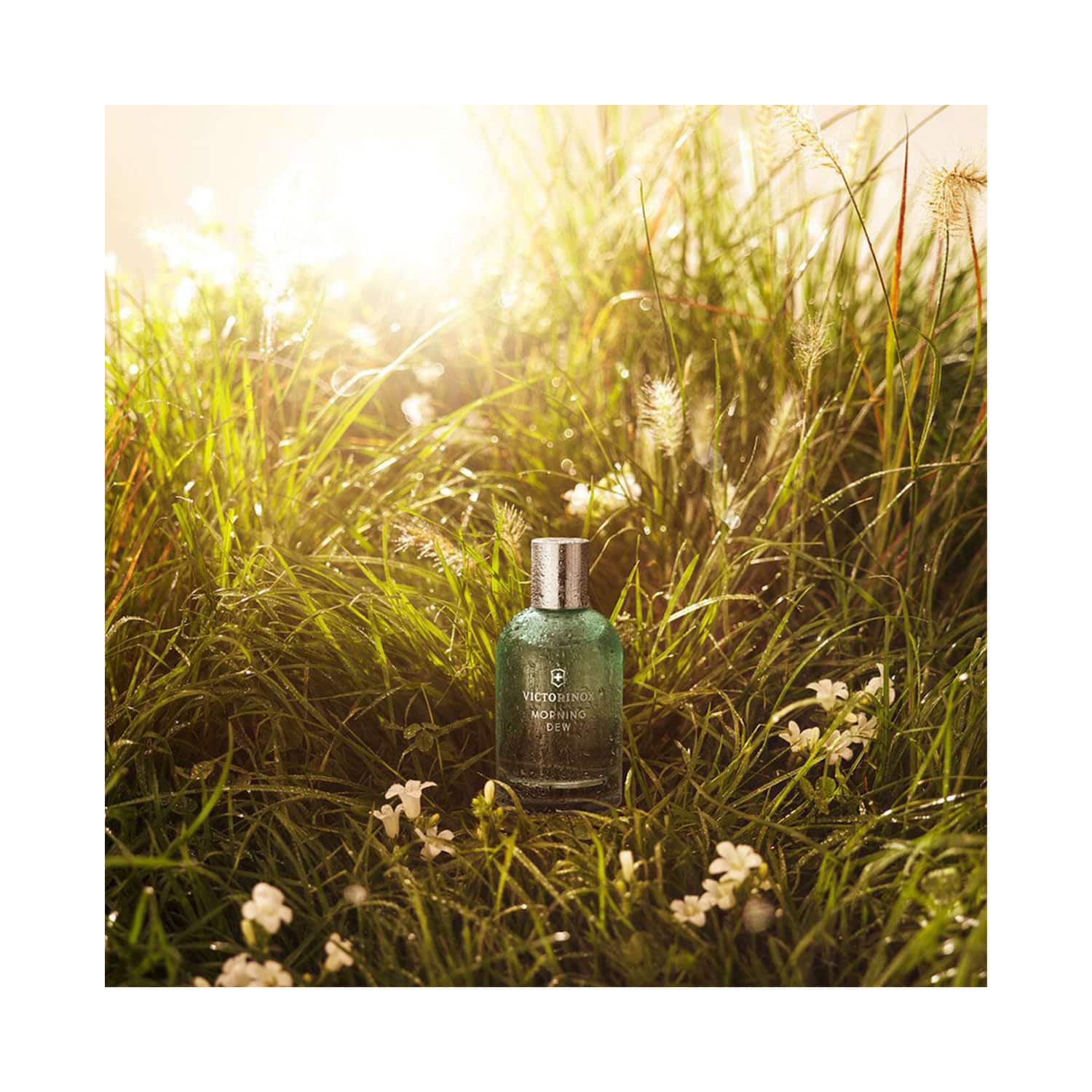 Victorinox morning 2025 dew
