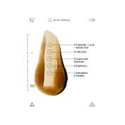 Allies Of Skin Mandelic Pigmentation Corrector Night Serum (30ml)