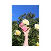 The English Soap Company Royal Botanic Gardens Kew Summer Rose Soap (240g)