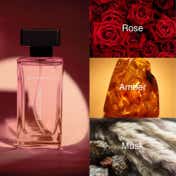 Giordano Sunset Stroll Eau De Parfum (100 ml) with Rich Blend of Rose, Amber & Musk