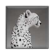 CHANTECAILLE Luminescent Eye Shade - Cheetah (2.5 g)