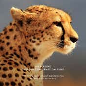 CHANTECAILLE Luminescent Eye Shade - Cheetah (2.5 g)