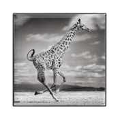 CHANTECAILLE Luminescent Eye Shade - Giraffe (2.5 g)