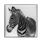CHANTECAILLE Luminescent Eye Shade - Zebra (2.5 g)