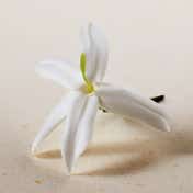 Chloe Atelier Des Fleurs Jasminum Sambac EDP (150 ml)