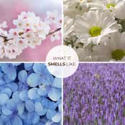 Blur India Smells Like Fresh Cut Flowers Solid Perfume (10 g)