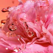 Lancome Idole Peach'N Roses Eau De Parfum for Women (50 ml)