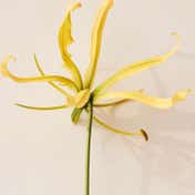 Chloe Atelier Des Fleurs Ylang EDP (150 ml)