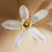 Chloe Atelier Des Fleurs Neroli EDP (50 ml)