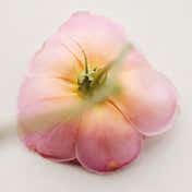 Chloe Atelier Des Fleurs Rosa Damascena EDP (50 ml)