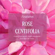 L'Occitane Rose Perfumed Shower Gel (75 ml)