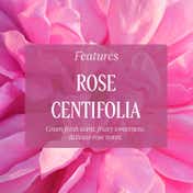 L'Occitane Rose Perfumed Shower Gel (250 ml)