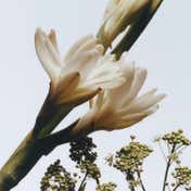 Jo Malone London Tuberose Angelica Cologne Intense (100 ml)
