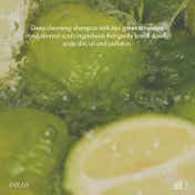 ANILLO Lime Sunday Refresh Shampoo Gentle Exfoliating and Clarifying Korean Shampoo (450 ml)