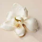 Chloe Atelier Des Fleurs Magnolia Alba EDP (50 ml)