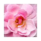 L'occitane Rose Body Hydration Duo Rose Shower Gel & Rose Body Lotion Combo