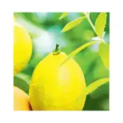 L'occitane Verveine Agrumes Deodorant (50 ml)