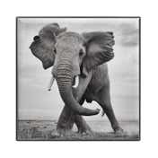 Chantecaille Luminescent Eye Shade - Elephant (2.5 g)