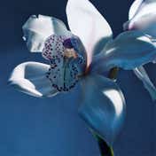 Chloe Atelier Des Fleurs Orchidee De Minuit EDP (150 ml)