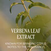 L'occitane Verveine Verbena Eau De Toilette Unisex Perfume (7.5 ml)