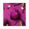 Lacoste L.12.12 Pour Elle Magnetic Eau De Toilette - (80ml)