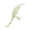 Teaology Matcha Tea Ultra-Firming Ampoules - (7 Pcs)