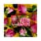 The English Soap Company Royal Botanic Gardens Kew Summer Rose Soap (240g)