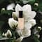 82°E Jasmine Breeze Hydrating Toner Mist (30 ml)