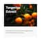 ONE THING Tangerine Face Serum (80 ml)