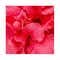 Petal Fresh Renewing Hibiscus & Papaya Body Butter (237ml)