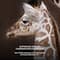 CHANTECAILLE Luminescent Eye Shade - Giraffe (2.5 g)