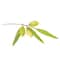 Brillare Rosemary Oil Shots for Rapid Hair Growth (8 pcs)