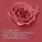 Lakme Rouge Bloom Matte Liquid Lipstick - Delicate Daisy 302 (3.5 ml)