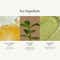 ANILLO Lime Sunday Refresh Shampoo Gentle Exfoliating and Clarifying Korean Shampoo (450 ml)