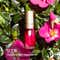 Clarins Lip Comfort Oil -04 Pitaya (7 ml)