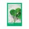 Centella