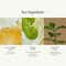 ANILLO Lime Sunday Refresh Hair Essence Hydrating & Lightweight Hair Serum for Shine (50 ml)