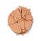 Daily Life Forever52 Academic Bronzer - FAC202 Molten Mocha (21 g)