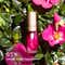 Clarins Lip Comfort Oil -02 Raspberry (7 ml)