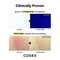 COSRX Advanced Snail Mucin Glass Glow Hydrogel Mask (3 pcs)