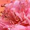 Lancome Idole Peach'N Roses Eau De Parfum for Women (100 ml)