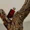 Jo Malone London Myrrh & Tonka Cologne Intense (100ml)
