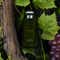 Jo Malone London Cypress & Grapevine Cologne Intense (100ml)
