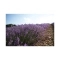 L'occitane Lavender Organic Shower Gel - (75ml)
