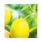 L'occitane Citrus Verbena Cooling Deodorant - (50g)