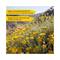 L'occitane Immortelle Divine Cream SPF 20 - (50ml)