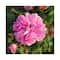 L'occitane Rose Body Lotion - (75ml)