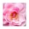 L'occitane Rose Body Lotion - (75ml)