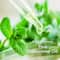 Organic Harvest Rose Essential Oil (10ml)
